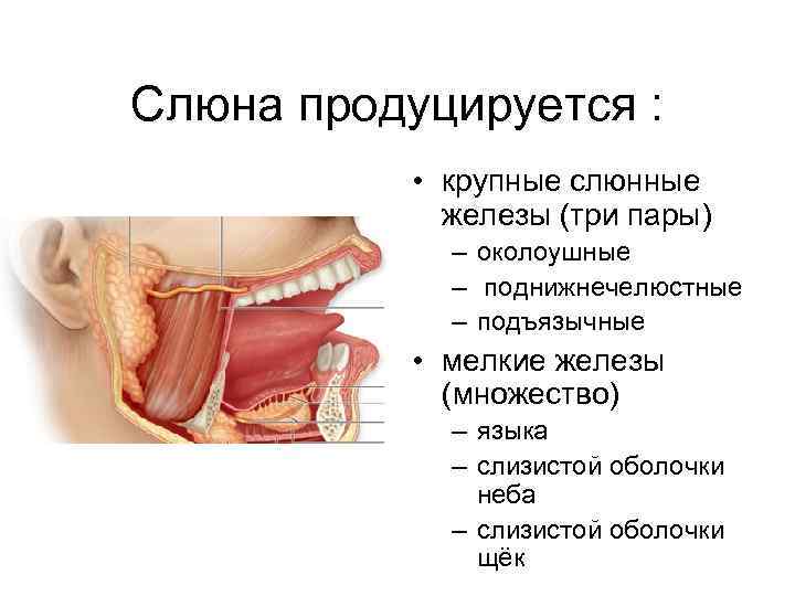 Презентация железы слюнные железы