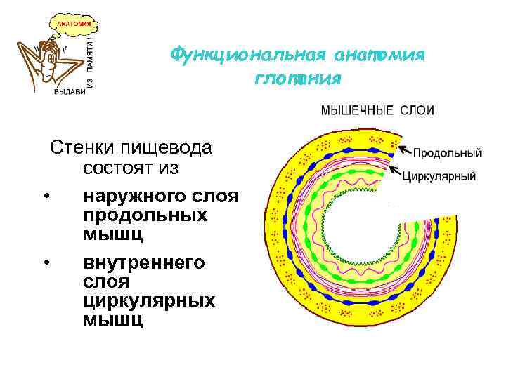 Функциональная анатомия глотания Стенки пищевода • • состоят из наружного слоя продольных мышц внутреннего