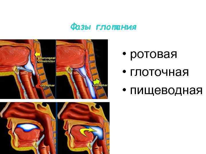 Фазы глотания • ротовая • глоточная • пищеводная 