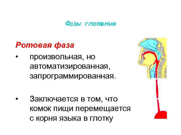 Фазы глотания Ротовая фаза • произвольная, но автоматизированная, запрограммированная. • Заключается в том, что
