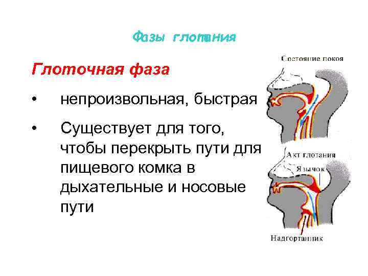 Дыхание и глотание схема