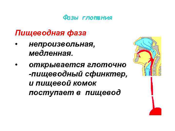 Фазы глотания Пищеводная фаза • непроизвольная, медленная. • открывается глоточно -пищеводный сфинктер, и пищевой
