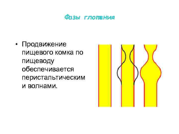 Фазы глотания • Продвижение пищевого комка по пищеводу обеспечивается перистальтическим и волнами. 