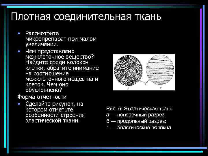 Плотная соединительная ткань • Рассмотрите микропрепарат при малом увеличении. • Чем представлено межклеточное вещество?