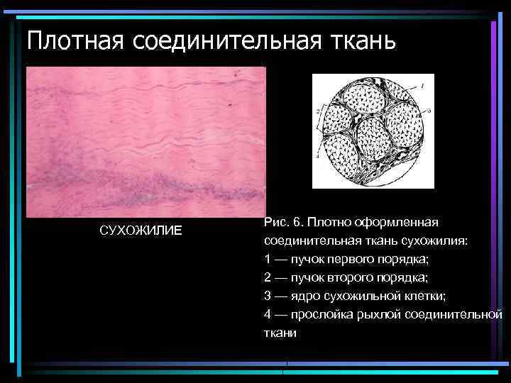 Плотная соединительная ткань СУХОЖИЛИЕ Рис. 6. Плотно оформленная соединительная ткань сухожилия: 1 — пучок