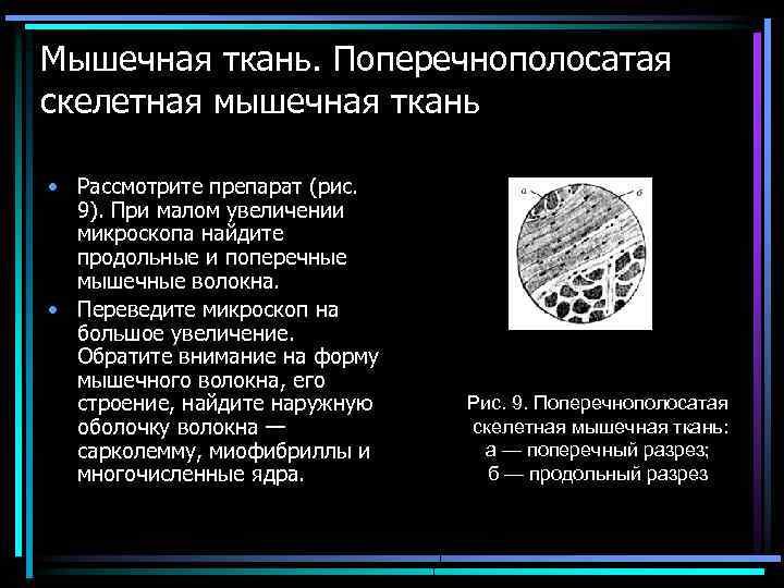 Мышечная ткань. Поперечнополосатая скелетная мышечная ткань • Рассмотрите препарат (рис. 9). При малом увеличении