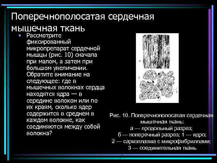 Поперечнополосатая сердечная мышечная ткань • Рассмотрите фиксированный микропрепарат сердечной мышцы (рис. 10) сначала при