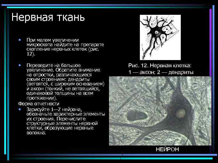 Нервная ткань • • При малом увеличении микроскопа найдите на препарате скопление нервных клеток