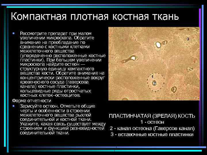 Компактная плотная костная ткань • Рассмотрите препарат при малом увеличении микроскопа. Обратите внимание на