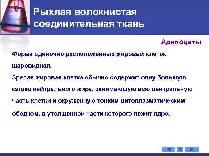 Рыхлая волокнистая соединительная ткань Адипоциты Форма одиночно расположенных жировых клеток шаровидная. Зрелая жировая клетка