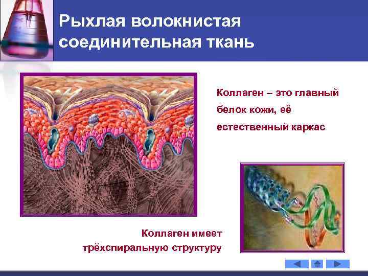 Рыхлая волокнистая соединительная ткань Коллаген – это главный белок кожи, её естественный каркас Коллаген