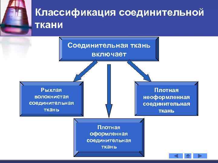 Классификация соединительной ткани Соединительная ткань включает Плотная неоформленная соединительная ткань Рыхлая волокнистая соединительная ткань