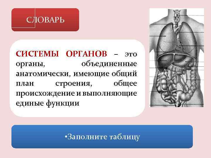 СЛОВАРЬ СИСТЕМЫ ОРГАНОВ – это органы, объединенные анатомически, имеющие общий план строения, общее происхождение