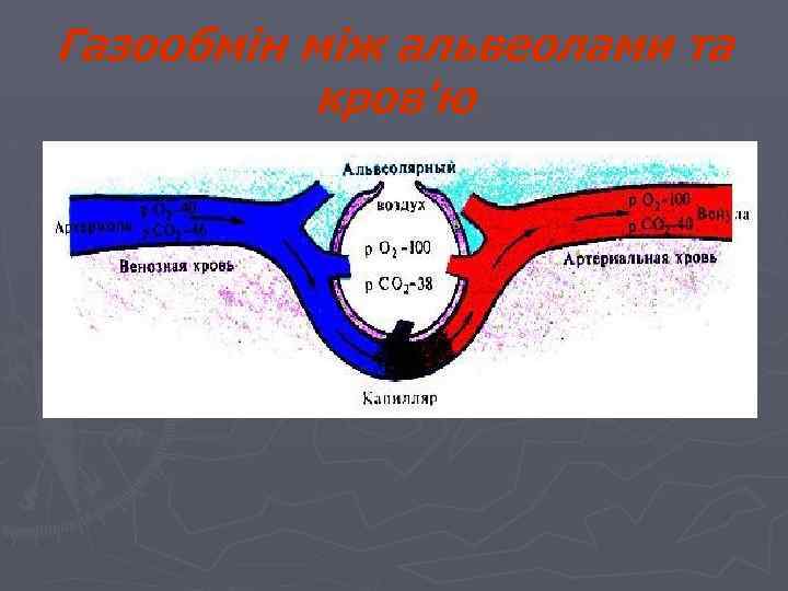 Газообмін між альвеолами та кров'ю 