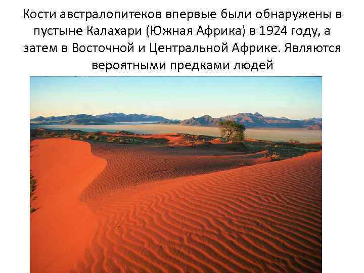 Кости австралопитеков впервые были обнаружены в пустыне Калахари (Южная Африка) в 1924 году, а