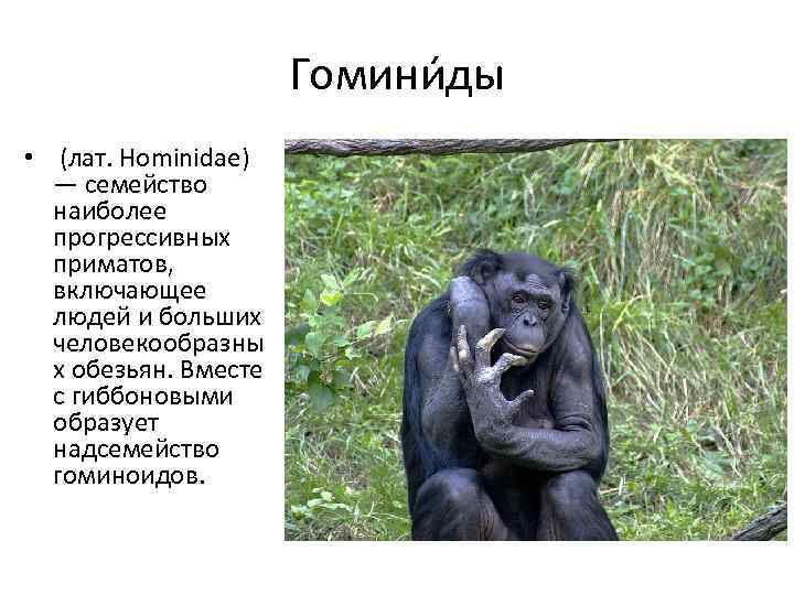 Гомини ды • (лат. Hominidae) — семейство наиболее прогрессивных приматов, включающее людей и больших