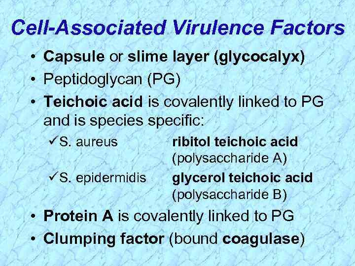 Cell-Associated Virulence Factors • Capsule or slime layer (glycocalyx) • Peptidoglycan (PG) • Teichoic