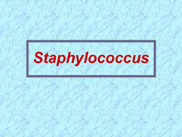 Staphylococcus 