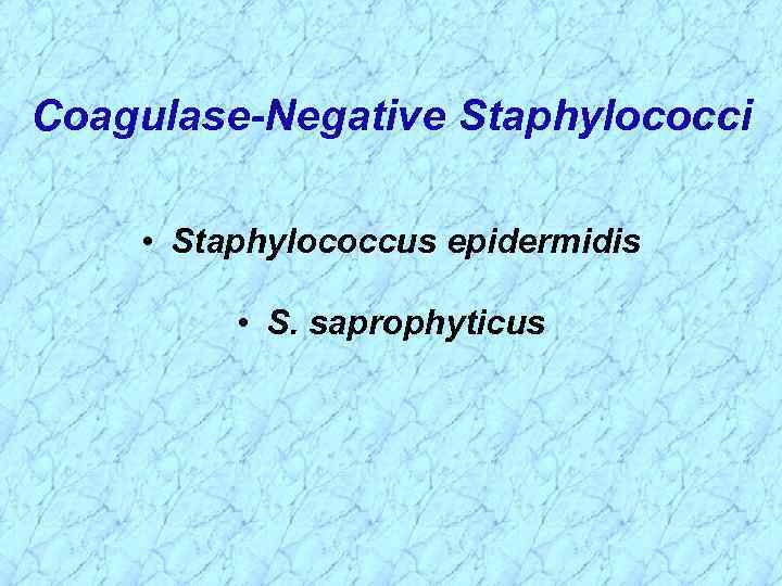 Coagulase-Negative Staphylococci • Staphylococcus epidermidis • S. saprophyticus 