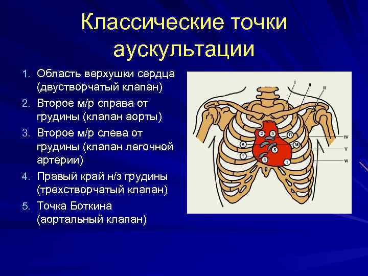 Клапаны сердца схема аускультации