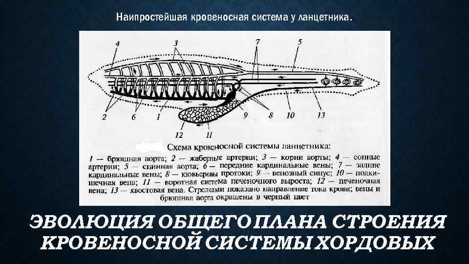 Наипростейшая кровеносная система у ланцетника. ЭВОЛЮЦИЯ ОБЩЕГО ПЛАНА СТРОЕНИЯ КРОВЕНОСНОЙ СИСТЕМЫ ХОРДОВЫХ 