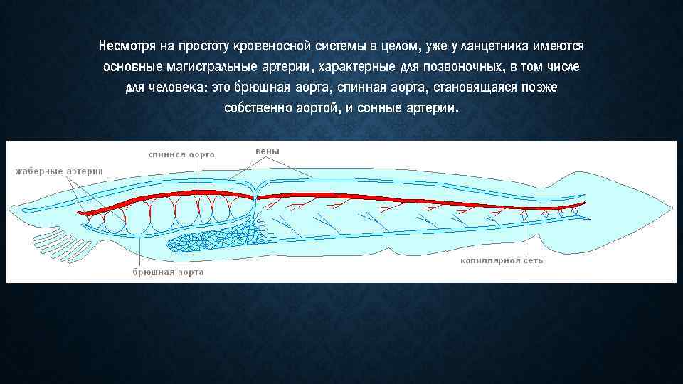 Несмотря на простоту кровеносной системы в целом, уже у ланцетника имеются основные магистральные артерии,