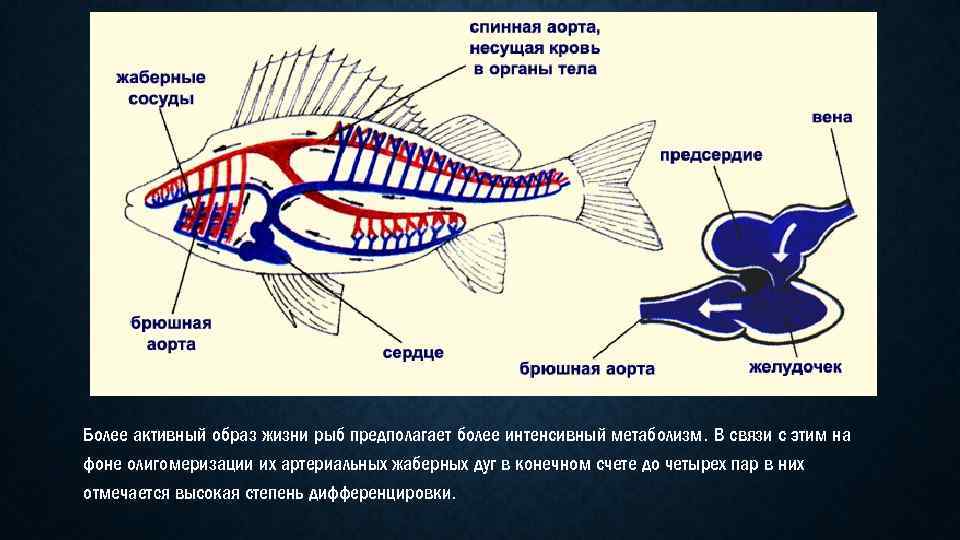 Более активный образ жизни рыб предполагает более интенсивный метаболизм. В связи с этим на