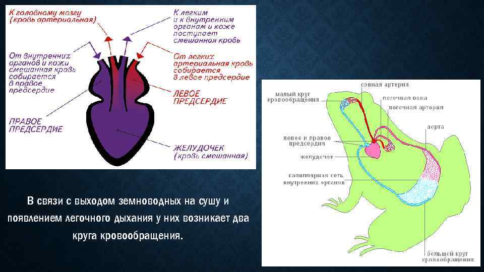 В связи с выходом земноводных на сушу и появлением легочного дыхания у них возникает