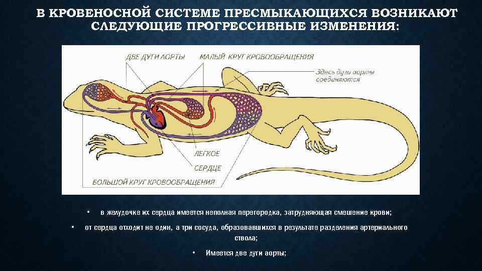 В КРОВЕНОСНОЙ СИСТЕМЕ ПРЕСМЫКАЮЩИХСЯ ВОЗНИКАЮТ СЛЕДУЮЩИЕ ПРОГРЕССИВНЫЕ ИЗМЕНЕНИЯ: • • в желудочке их сердца