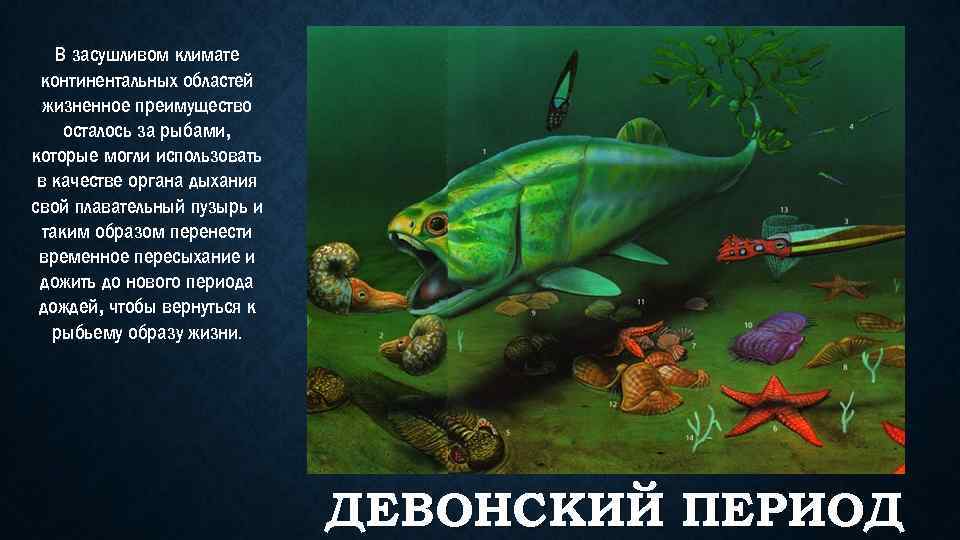 В засушливом климате континентальных областей жизненное преимущество осталось за рыбами, которые могли использовать в