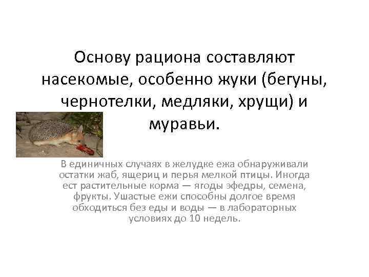 Основу рациона составляют насекомые, особенно жуки (бегуны, чернотелки, медляки, хрущи) и муравьи. В единичных