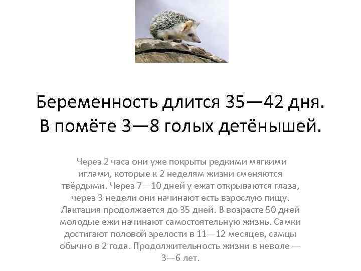 Беременность длится 35— 42 дня. В помёте 3— 8 голых детёнышей. Через 2 часа