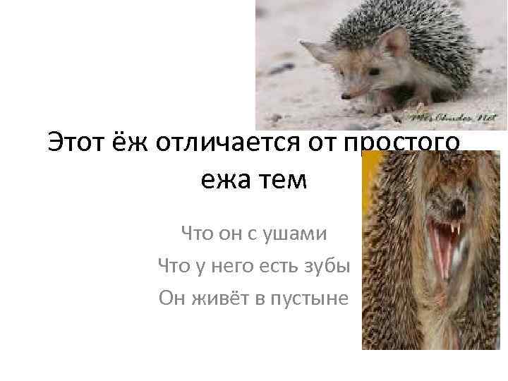 Этот ёж отличается от простого ежа тем Что он с ушами Что у него