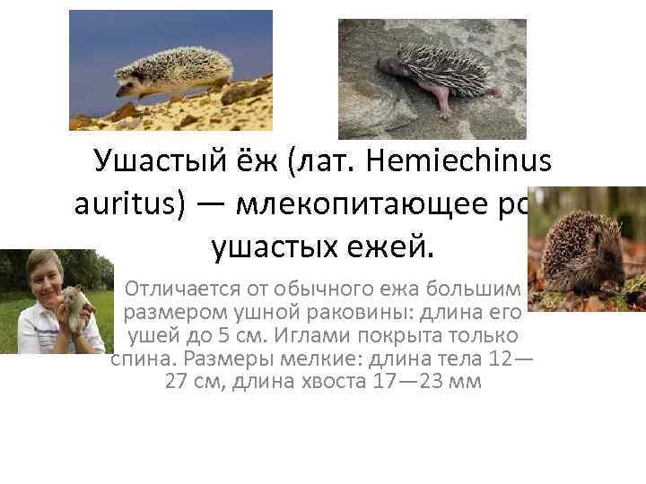 Ушастый ёж (лат. Hemiechinus auritus) — млекопитающее рода ушастых ежей. Отличается от обычного ежа