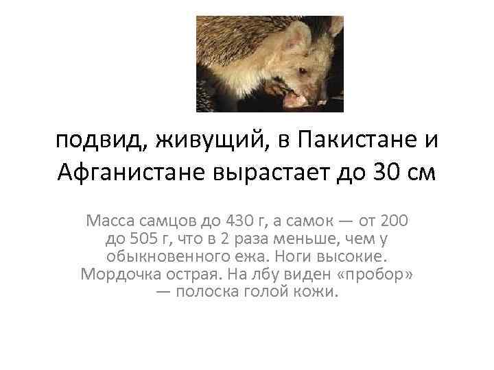 подвид, живущий, в Пакистане и Афганистане вырастает до 30 см Масса самцов до 430