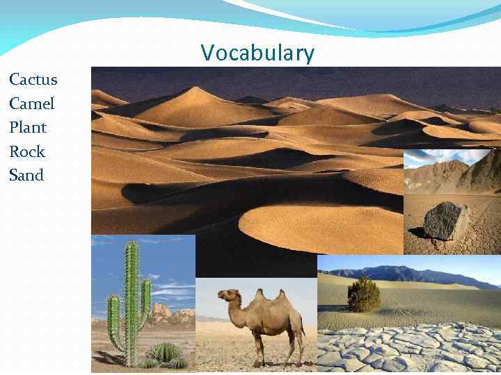 Vocabulary Cactus Camel Plant Rock Sand 