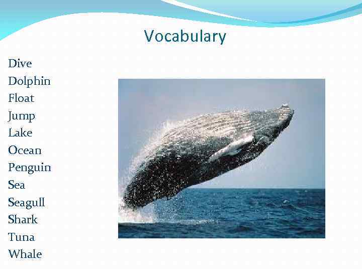 Vocabulary Dive Dolphin Float Jump Lake Ocean Penguin Seagull Shark Tuna Whale 