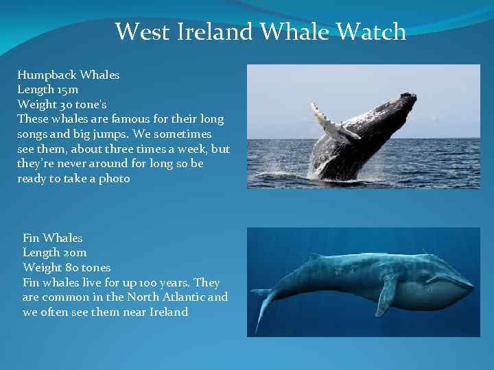 West Ireland Whale Watch Humpback Whales Length 15 m Weight 30 tone's These whales