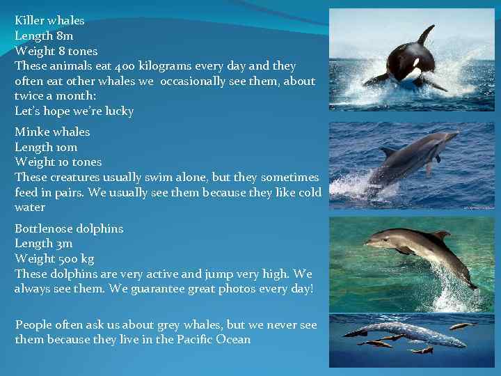 Killer whales Length 8 m Weight 8 tones These animals eat 400 kilograms every