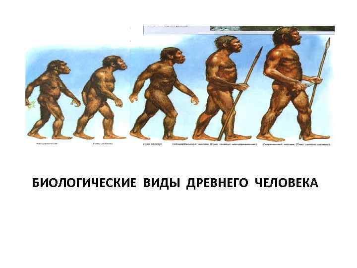 БИОЛОГИЧЕСКИЕ ВИДЫ ДРЕВНЕГО ЧЕЛОВЕКА 