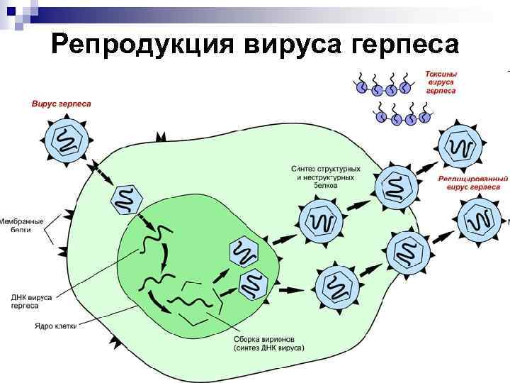 Репродукция вируса герпеса 