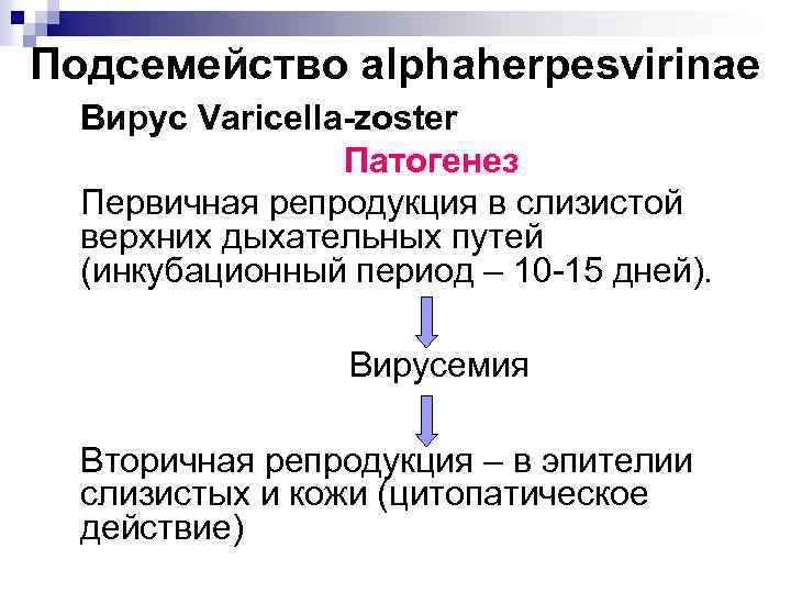 Подсемейство alphaherpesvirinae Вирус Varicella-zoster Патогенез Первичная репродукция в слизистой верхних дыхательных путей (инкубационный период