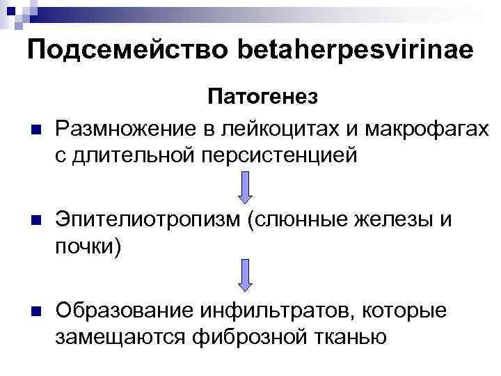 Подсемейство betaherpesvirinae n Патогенез Размножение в лейкоцитах и макрофагах с длительной персистенцией n Эпителиотропизм