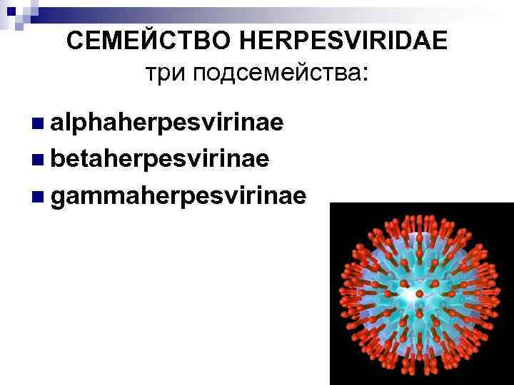 СЕМЕЙСТВО HERPESVIRIDAE три подсемейства: n alphaherpesvirinae n betaherpesvirinae n gammaherpesvirinae 