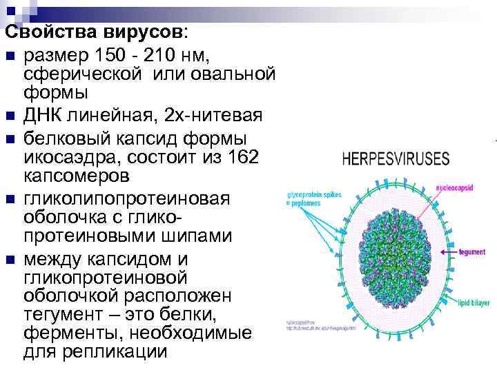 Свойства вирусов: n размер 150 - 210 нм, сферической или овальной формы n ДНК