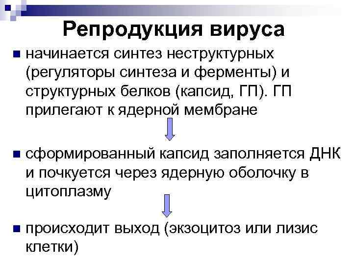 Репродукция вируса n начинается синтез неструктурных (регуляторы синтеза и ферменты) и структурных белков (капсид,