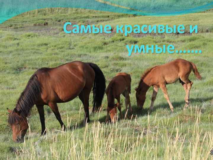 Самые красивые и умные……. 