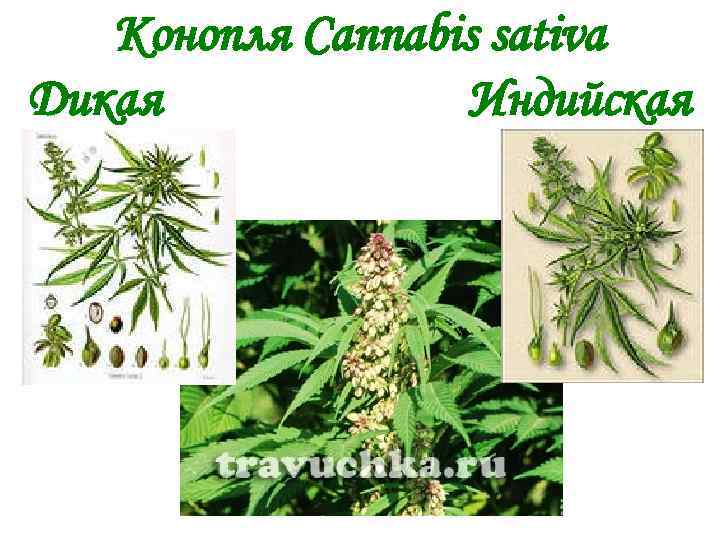 Конопля Cannabis sativa Дикая Индийская 