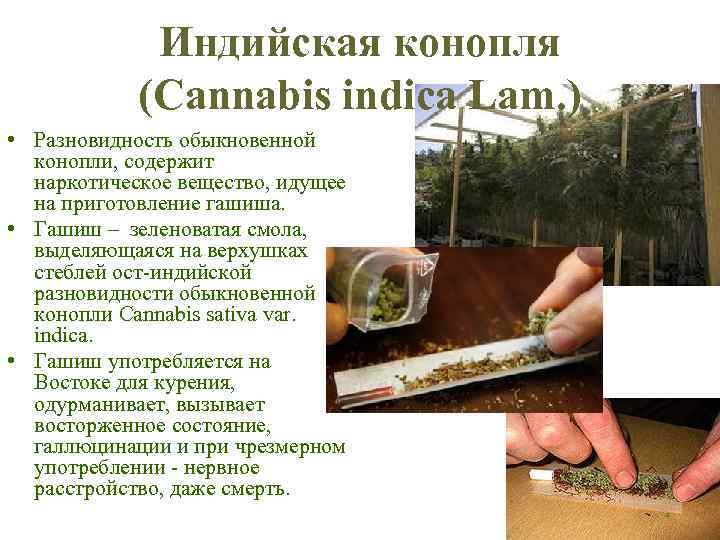 Индийская конопля (Cannabis indica Lam. ) • Разновидность обыкновенной конопли, содержит наркотическое вещество, идущее