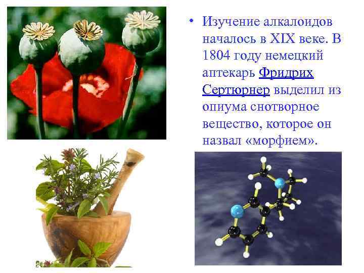  • Изучение алкалоидов началось в XIX веке. В 1804 году немецкий аптекарь Фридрих